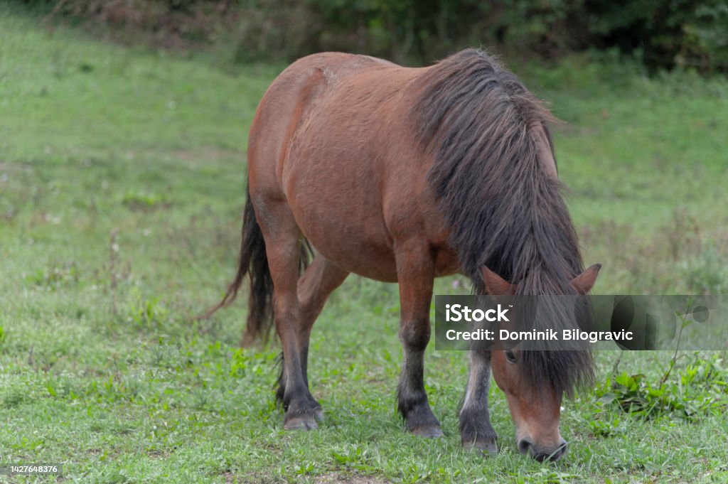 Horse Horse Eating Grads Animal Stock Photo