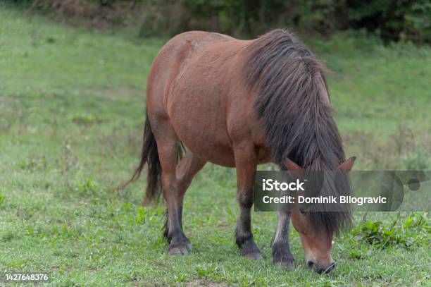 Horse Stock Photo - Download Image Now - Animal, Animal Body Part, Animal Head