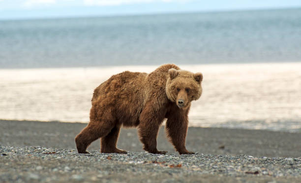 istock Grizzly Bear Patrolling Lake Clark National Park 1427648731