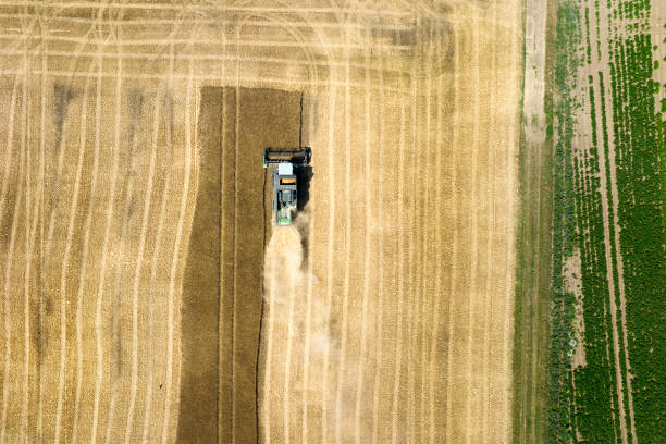 istock Harvesting a wheat field, dust clouds - aerial view 1427648777
