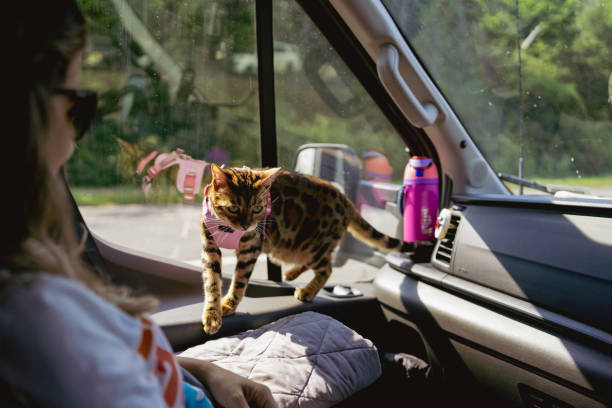 Traveling in RV with friends