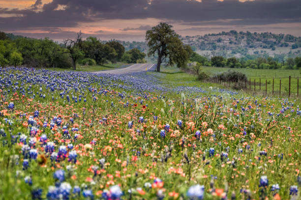 Dusk in the Texas Hill Country with bluebonnets