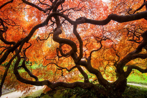 incroyable érable japonais dans le jardin japonais.   feuilles orange et rouge - à l’intérieur de l’arbre! - japanese maple autumn leaf tree photos et images de collection