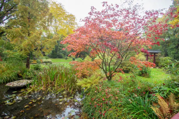 Amazing view in japanese garden with orange and red leaves of japanese maple and pond and water plants
and Torii Gate in the distance in Leverkusen, North Rhine-Westphalia
