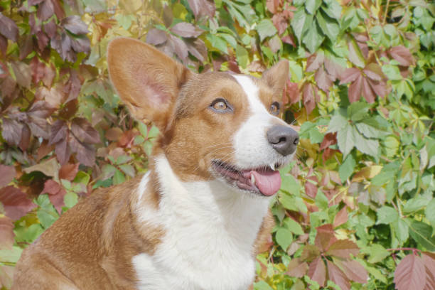 istock A thoroughbred dog. Welsh Corgi Pembroke. Portrait. Pets 1427652607