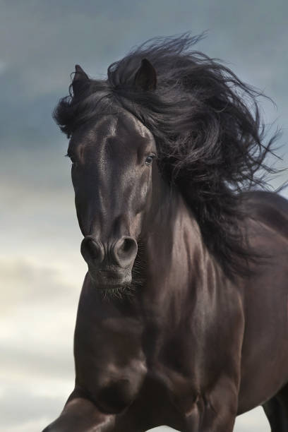 istock Black horse with long mane 1427654983