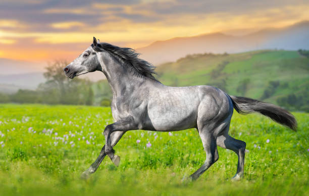 istock Stallion rearing up at summer flowers field 1427655007