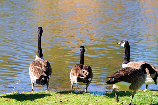 Group of geese on the shores of a local pond in rural North Carolina