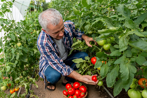 Mature farmer picking organic tomatoes from his garden