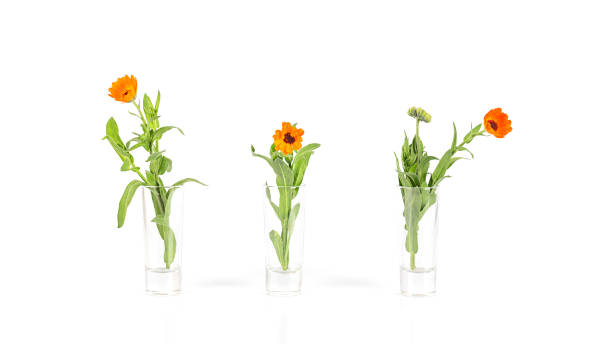 istock Fresh calendula flowers in three glass vases. 1427656655