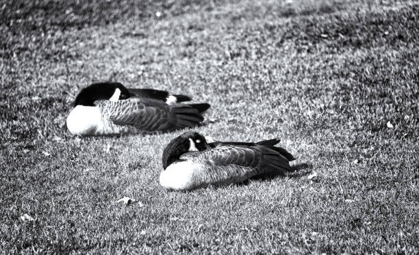 Two geese resting on the grass, in black and white.
