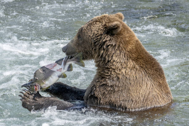 brown bear eating  salmon in brooks river, alaska - pembe somon stok fotoğraflar ve resimler