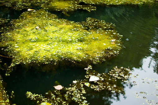 Green algae swamp in lake.