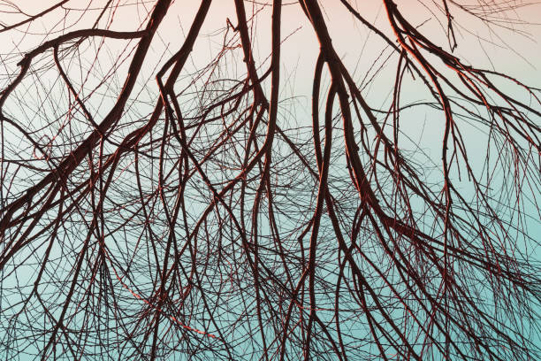Silhouette of tree branches without leaves on a sky blue background. Customized evening sky with conceptual spider web