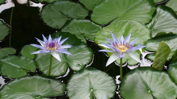 istock Blue Lily photo 1427658318