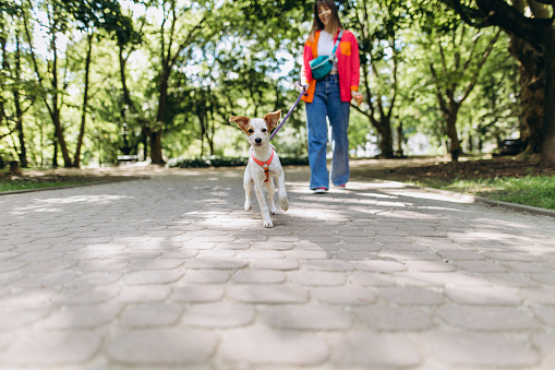 A woman teaches her puppy to walk in the park on a leash and dog harness on a sunny day