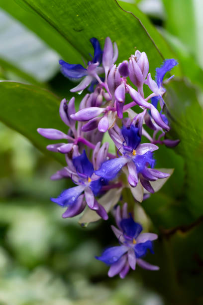 istock bunch of blue flowers 1427663640