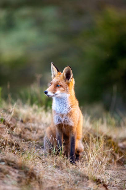 istock Wilde rode vos in duinen 1427664073