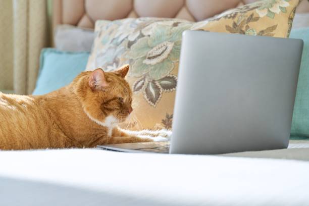 istock Pet ginger cat lying at home on bed with laptop 1427664499