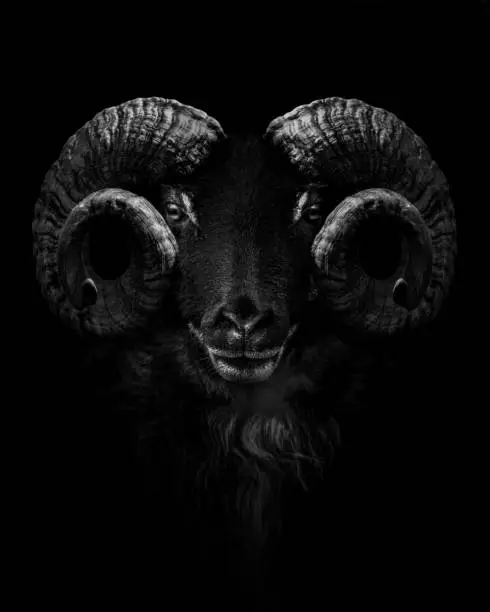 Photo of Ram , Close up of head and horns of a wild big horned , isolated to black Background , animal black white