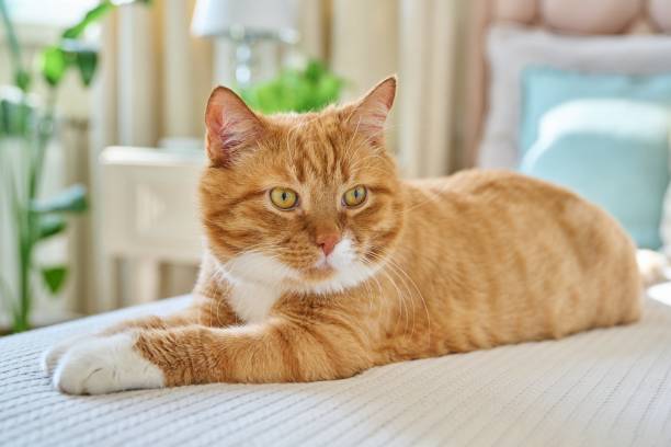 Old red cat lying at home on the bed stock photo