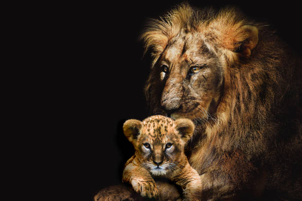 león adulto y cachorro, animales africanos mamíferos de la fauna, aislado - cachorro de león fotografías e imágenes de stock
