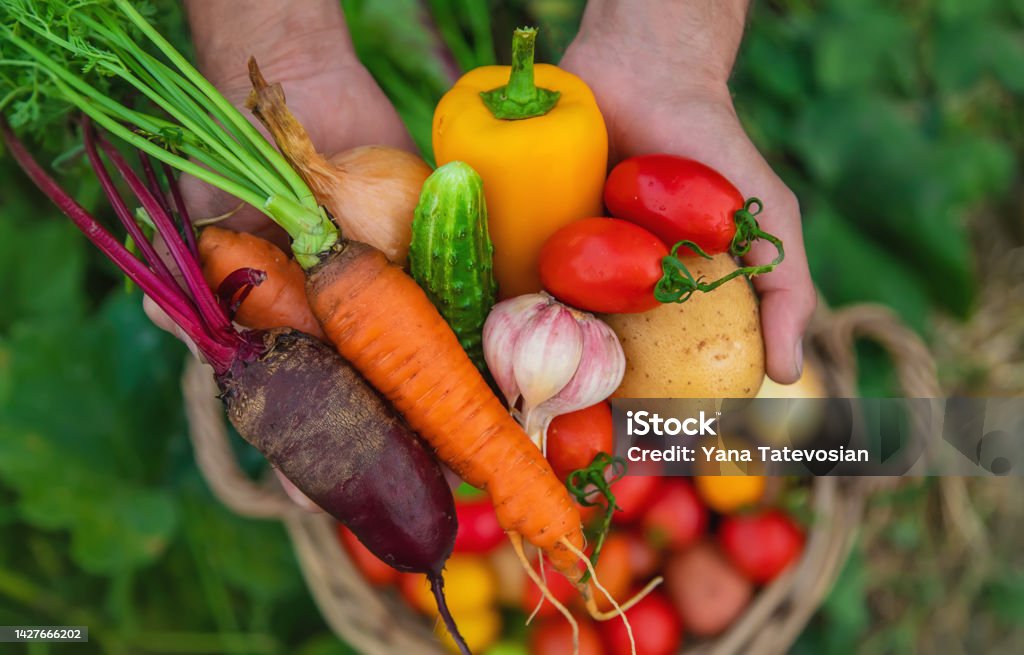 A man with a harvest of vegetables in the garden. Selective focus. A man with a harvest of vegetables in the garden. Selective focus. Food. Vegetable Stock Photo