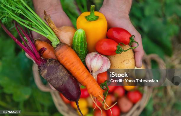 A Man With A Harvest Of Vegetables In The Garden Selective Focus Stock Photo - Download Image Now