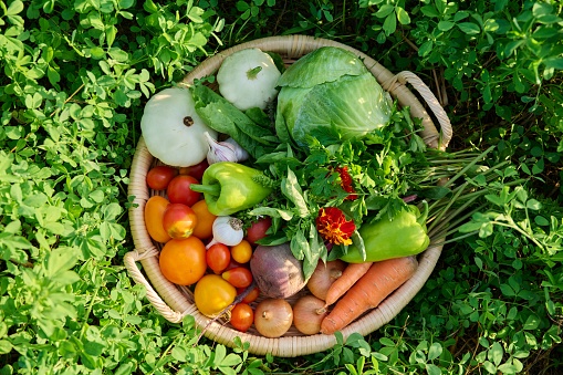 Top view of basket with many different fresh raw organic vegetables herbs, summer nature vegetable garden background. Harvest vegetables from organic farm, healthy food, gardening summer autumn season