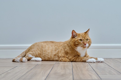 Portrait of an old red ginger cat lying on the floor, light wall background