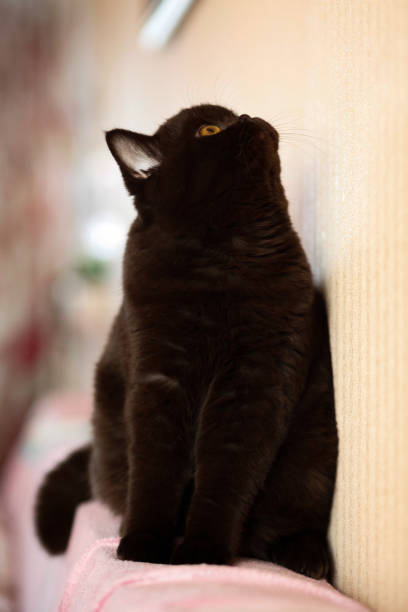 istock British shorthair cat sitting on sofa, looking up, selective focus, british shorthair 1427667043