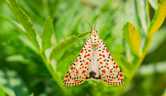 The scarlet-spotted moth with the scientific name Utetheisa pulchella is a moth of the family Erebidae. Its beauty arouses admiration.