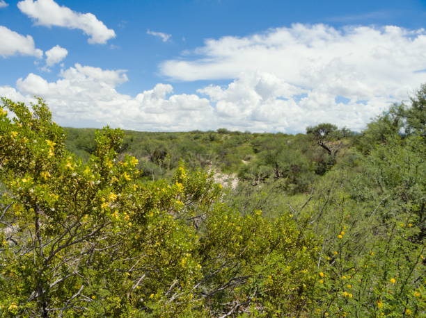 istock Creosote and clouds - desert landscape 1427670033
