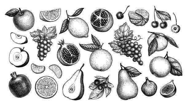ilustrații de stoc cu fructe de colectare mare. - gravare