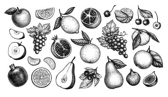 Fruits big set. Collections of ink sketches. Hand drawn vector illustration. Vintage style.
