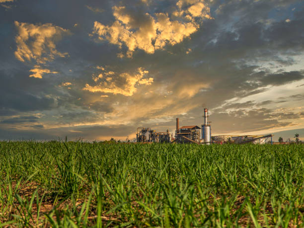 istock sugar cane plantation farm sunset usine in background selective focus 1427670395