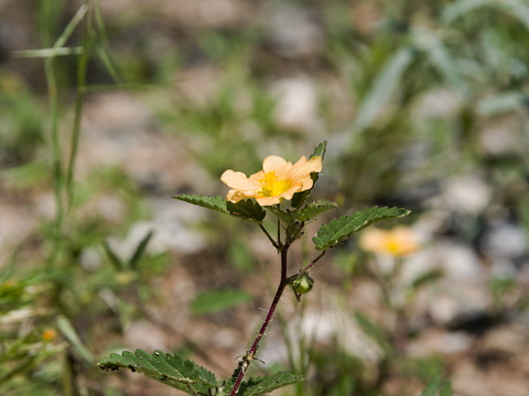A small orange wildflower blooms in the desert in the summer.