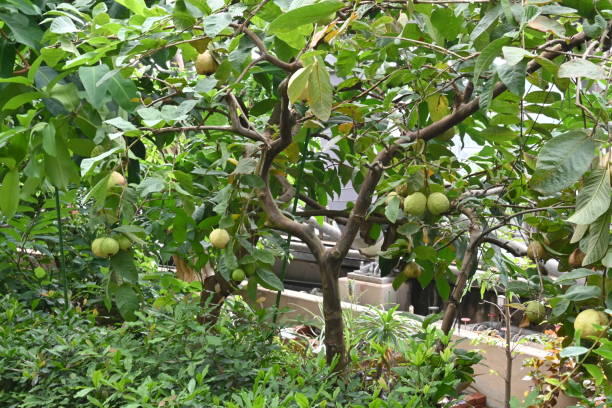 istock Guava fruits. 1427671185