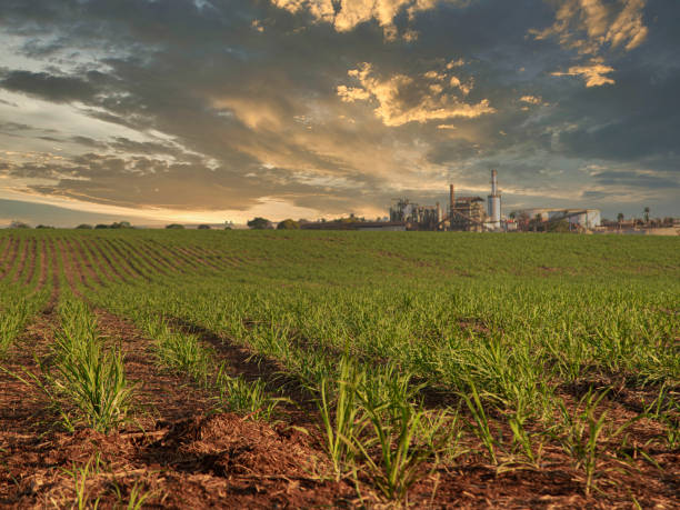 istock sugar cane plantation farm sunset usine in background selective focus 1427671394