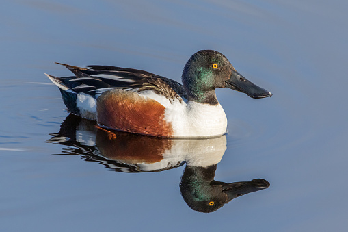 The northern shoveler, known simply in Britain as the shoveler, is a common and widespread duck. It breeds in northern areas of Europe and across the Palearctic and across most of North America, wintering in southern Europe, the Indian subcontinent, Southeast Asia, Central, the Caribbean, and northern South America.