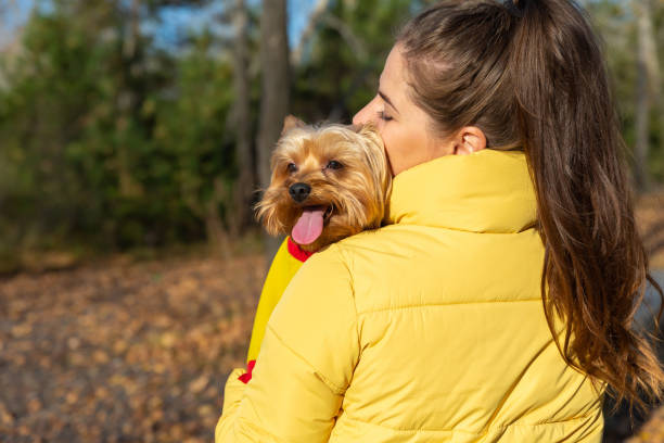 istock small dog yorkshire terrier looks over owners shoulder 1427672032