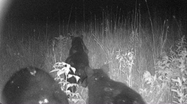 istock Black Bear Family at Night 1427673325