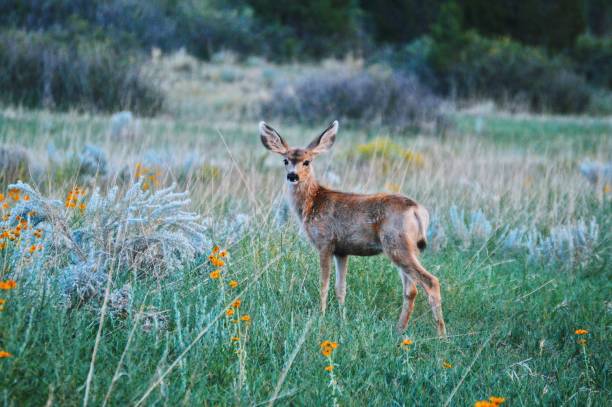 istock Mule Deer in Desert Prairie. 1427674246