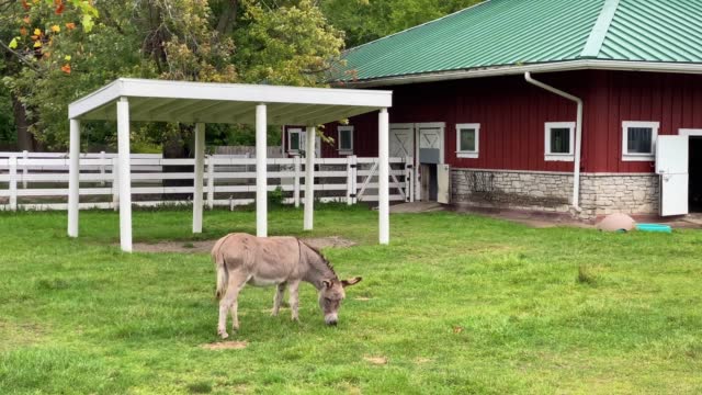 Miniature Donkey Grazing on a Farm
