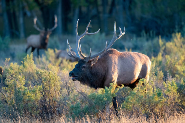 dominujący łoś byk trąbiący o zachodzie słońca w północnej montanie - elk deer hunting animals hunting zdjęcia i obrazy z banku zdjęć