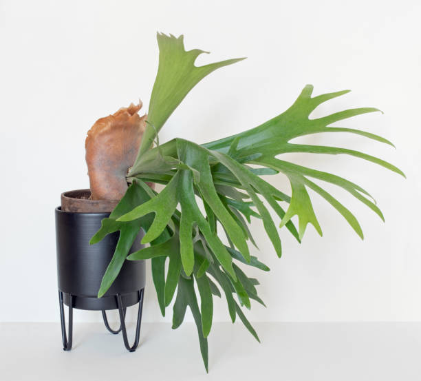 Maturing Staghorn Fern with Large Brown Sterile Shield, Right Side Maturing Staghorn Fern, or Elkhorn Fern, with brown sterile shield isolated on white background. platycerium bifurcatum stock pictures, royalty-free photos & images