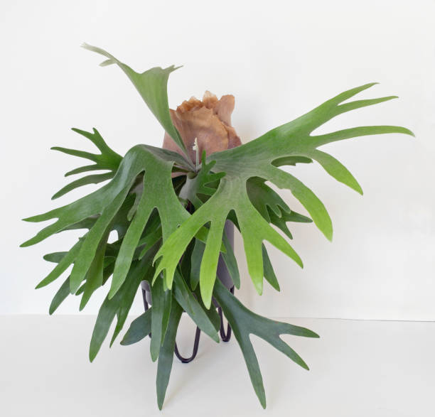 Maturing Staghorn Fern with Large 12 Inch Frond, Front View Front view of maturing Staghorn Fern, or Elkhorn Fern, with brown sterile shield isolated on white background. platycerium bifurcatum stock pictures, royalty-free photos & images