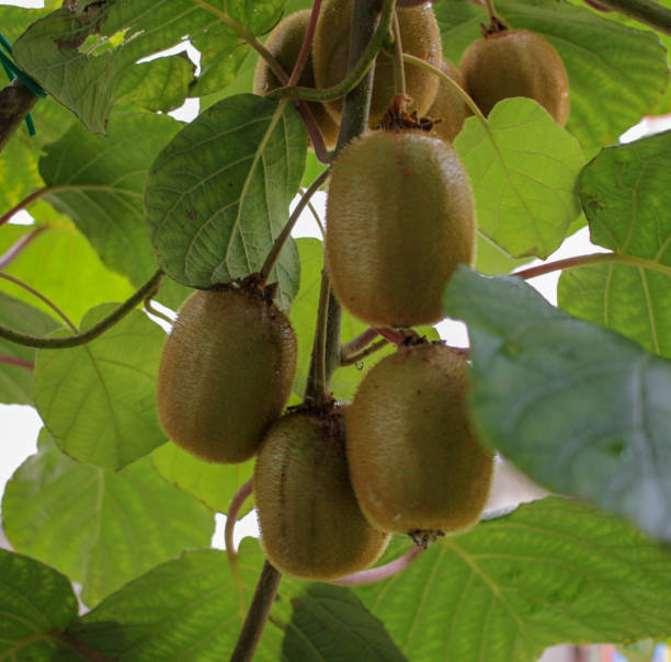 istock several kiwis in my kiwi tree 1427678489