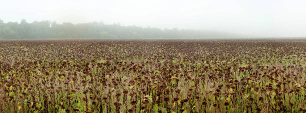 비오는 날에 안개가있는 가을의 들판에 말린 해바라기 - fogs 뉴스 사진 이미지