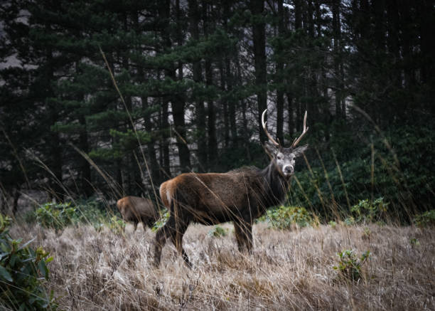istock Stag in the wilds of Glen Etive 1427680821